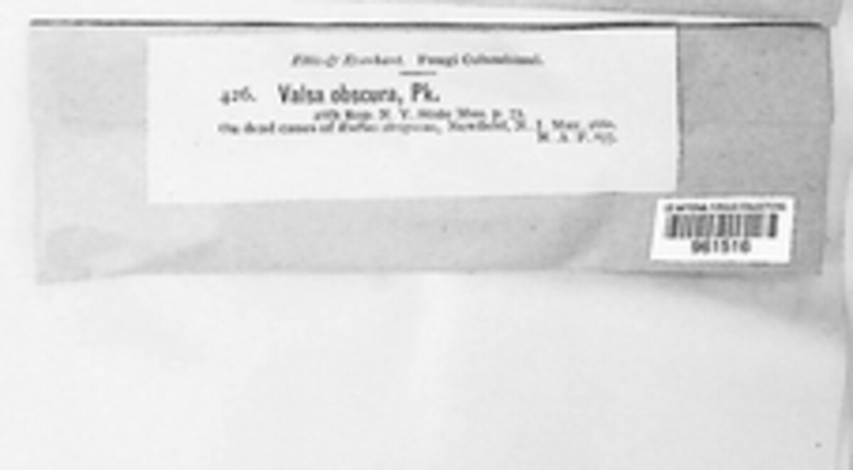 Anisogramma vepris image
